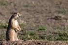 Prairie dogs in Theodore Roosevelt National Park, North Dakota, USA. Art Print